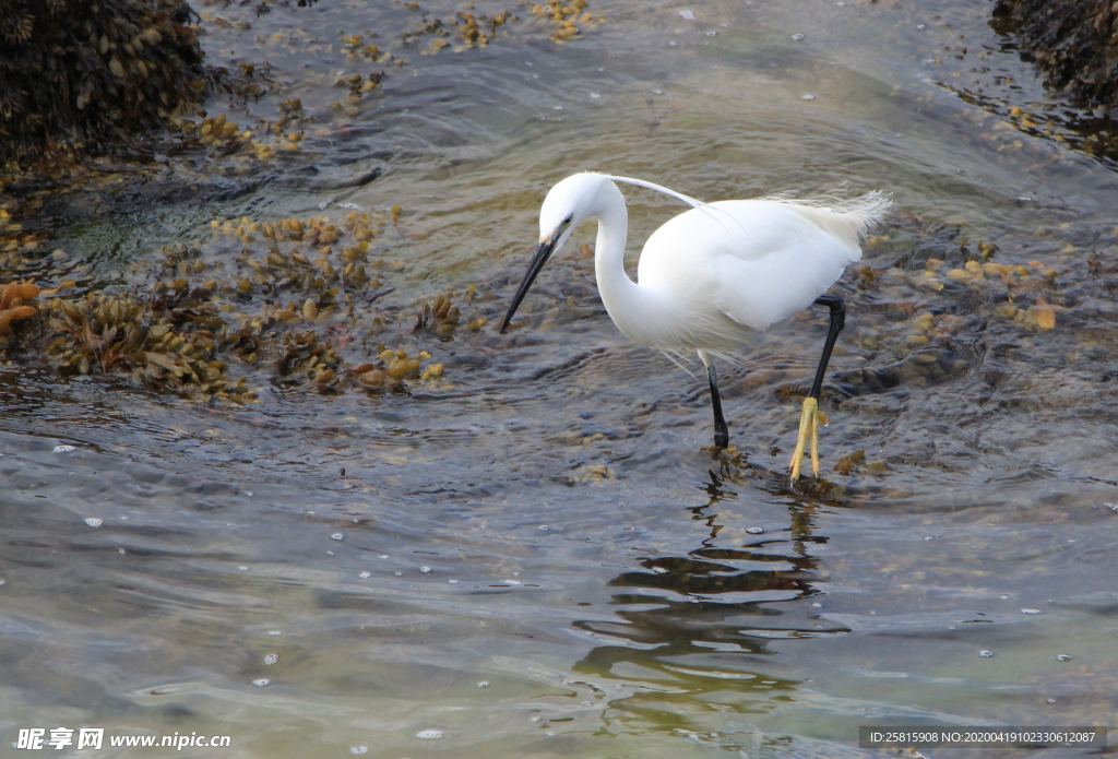 白鹭空山鸟语图片