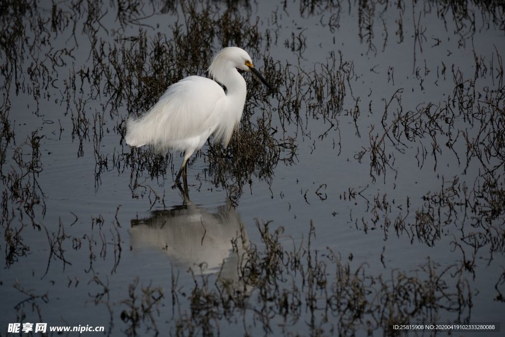 白鹭空山鸟语图片
