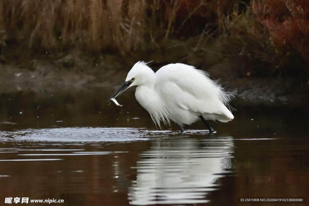白鹭空山鸟语图片