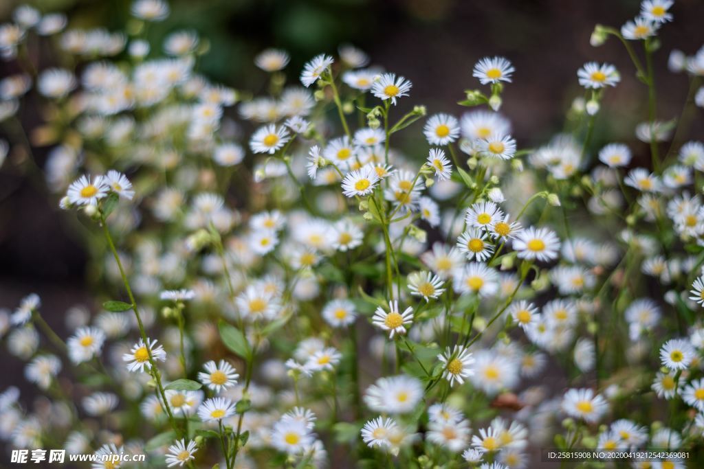 雏菊花清新图片