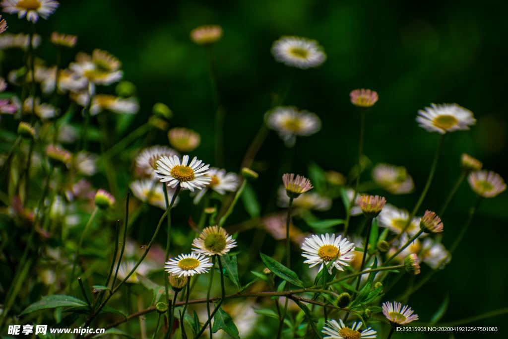 雏菊花清新图片