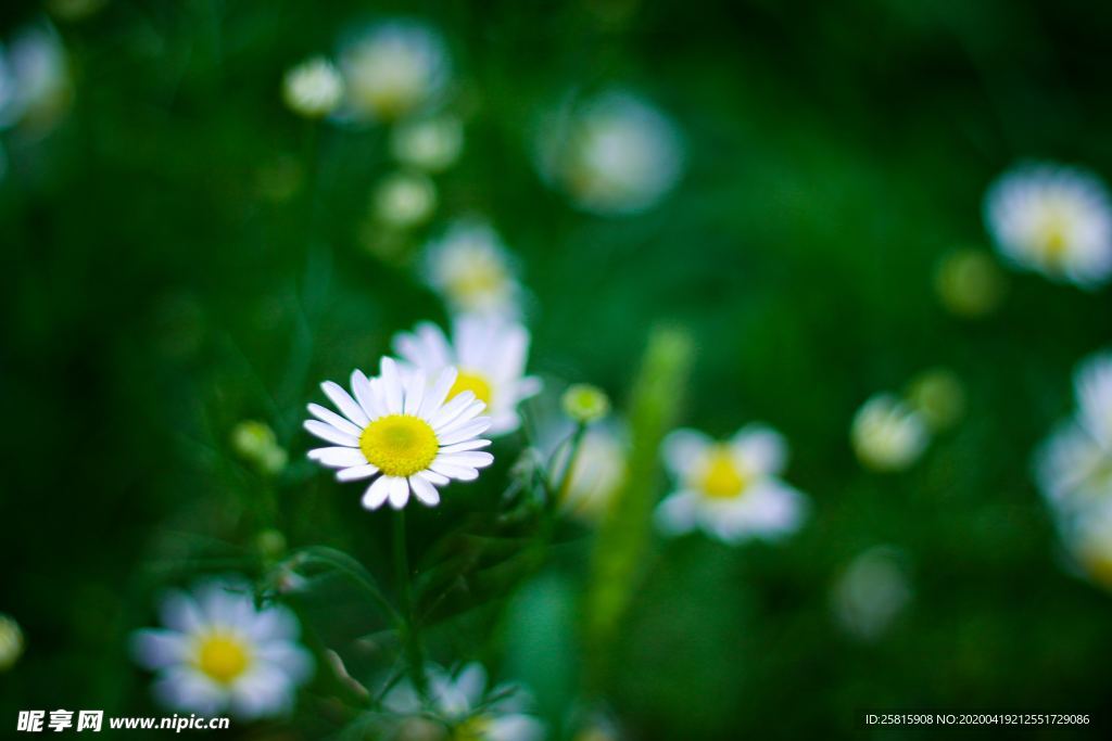 雏菊花清新图片