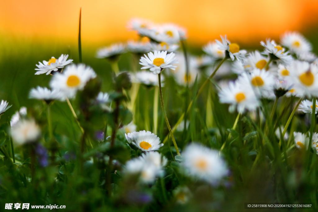 雏菊花清新图片