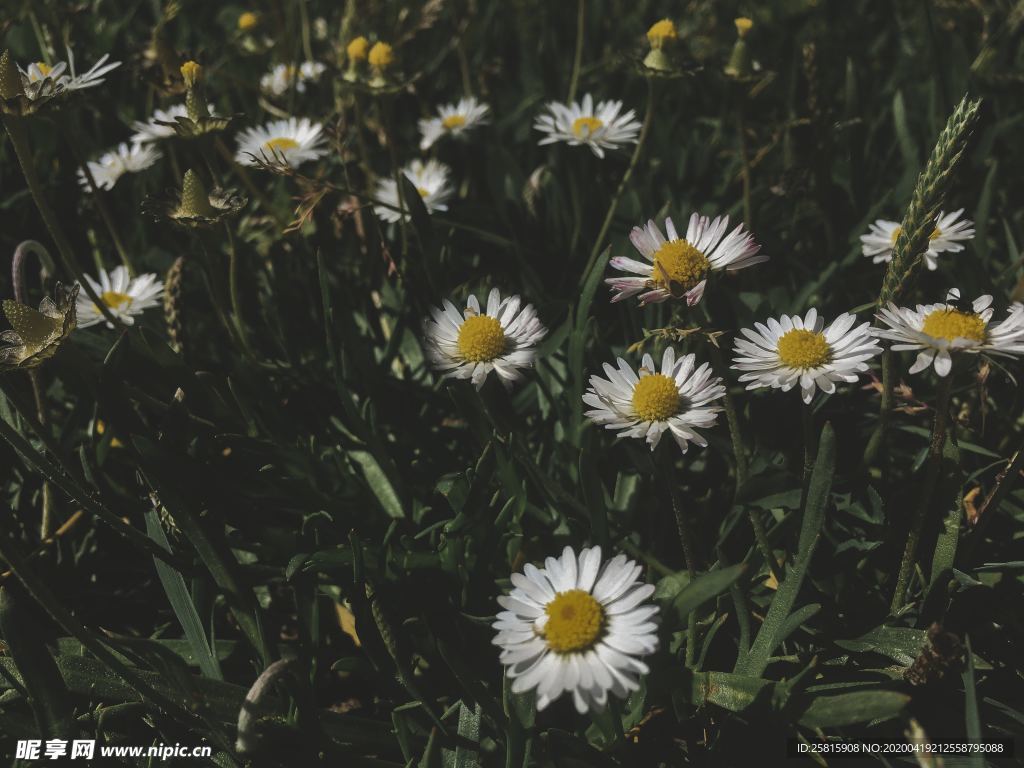 雏菊花清新图片
