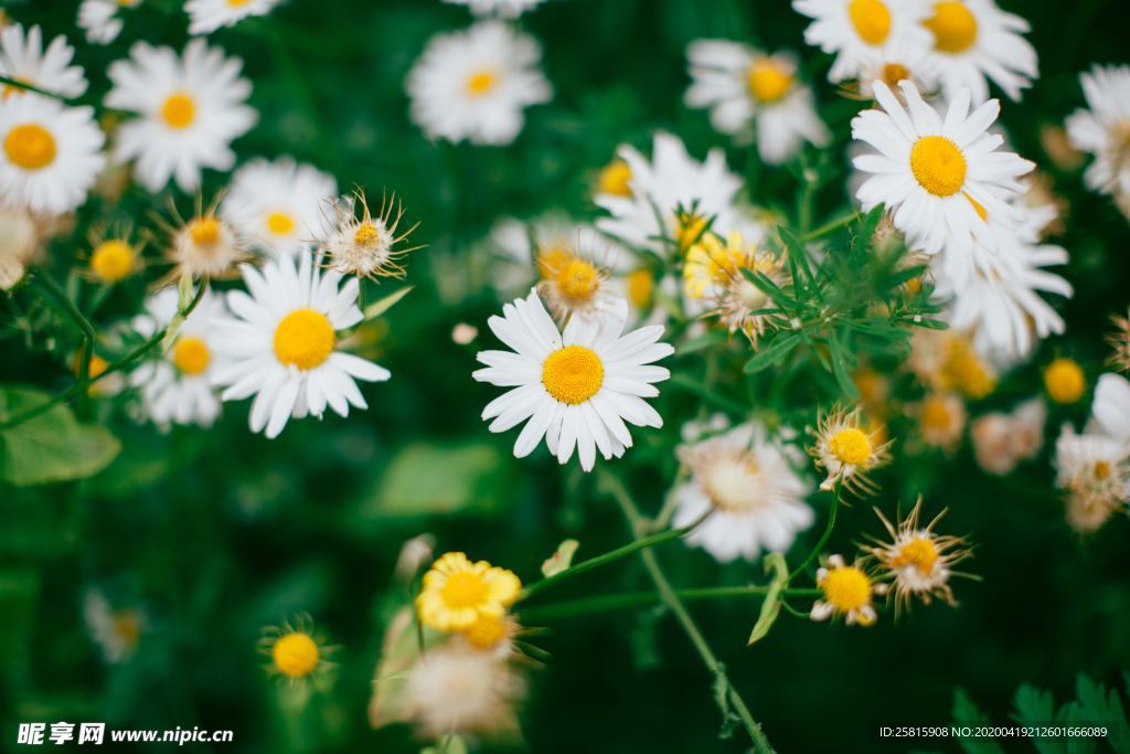 雏菊花清新图片