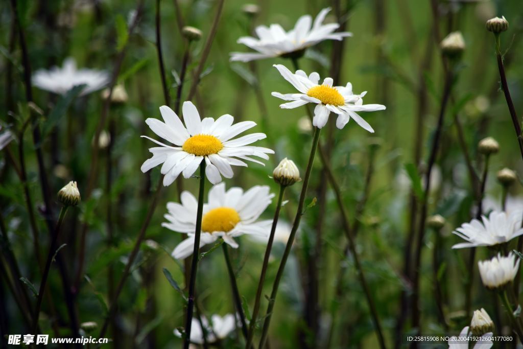 雏菊花清新图片
