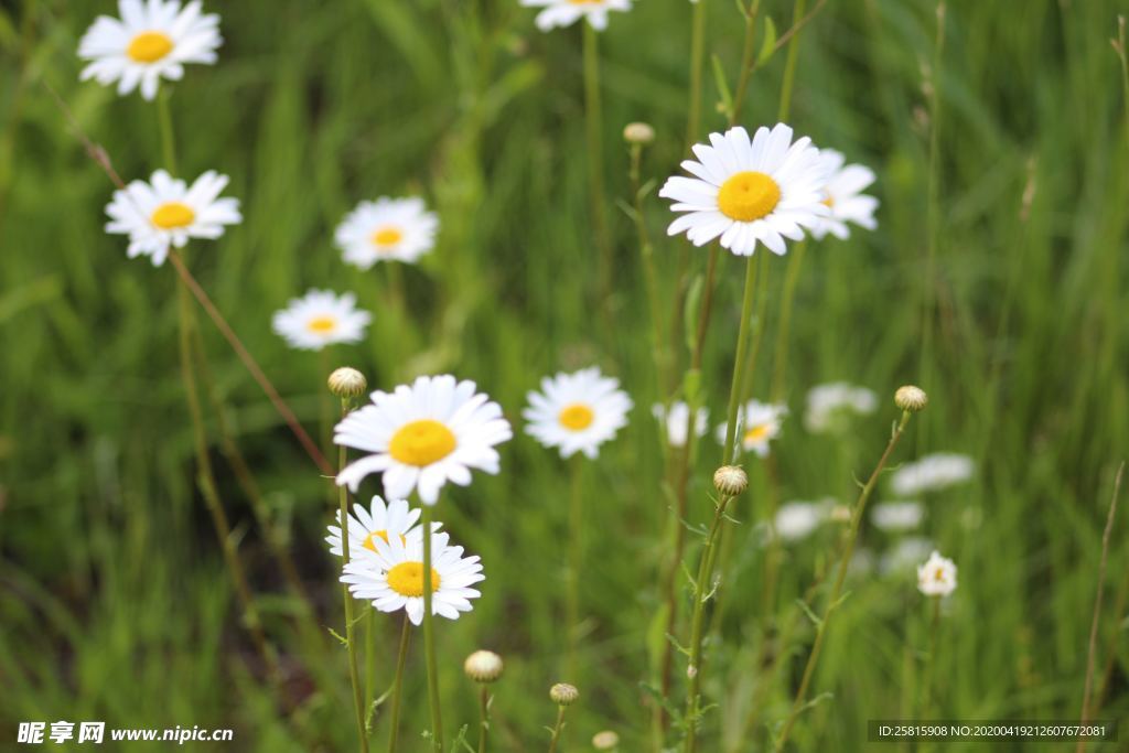 雏菊花清新图片