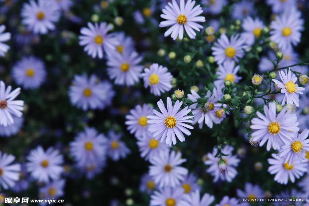 雏菊花清新图片