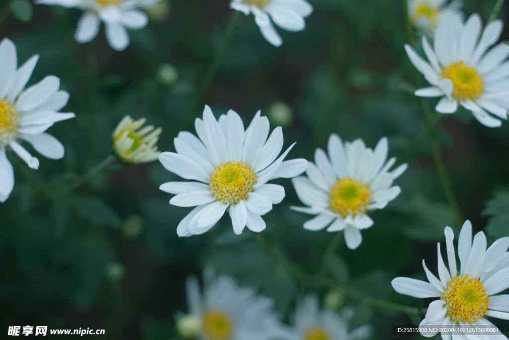 雏菊花清新图片