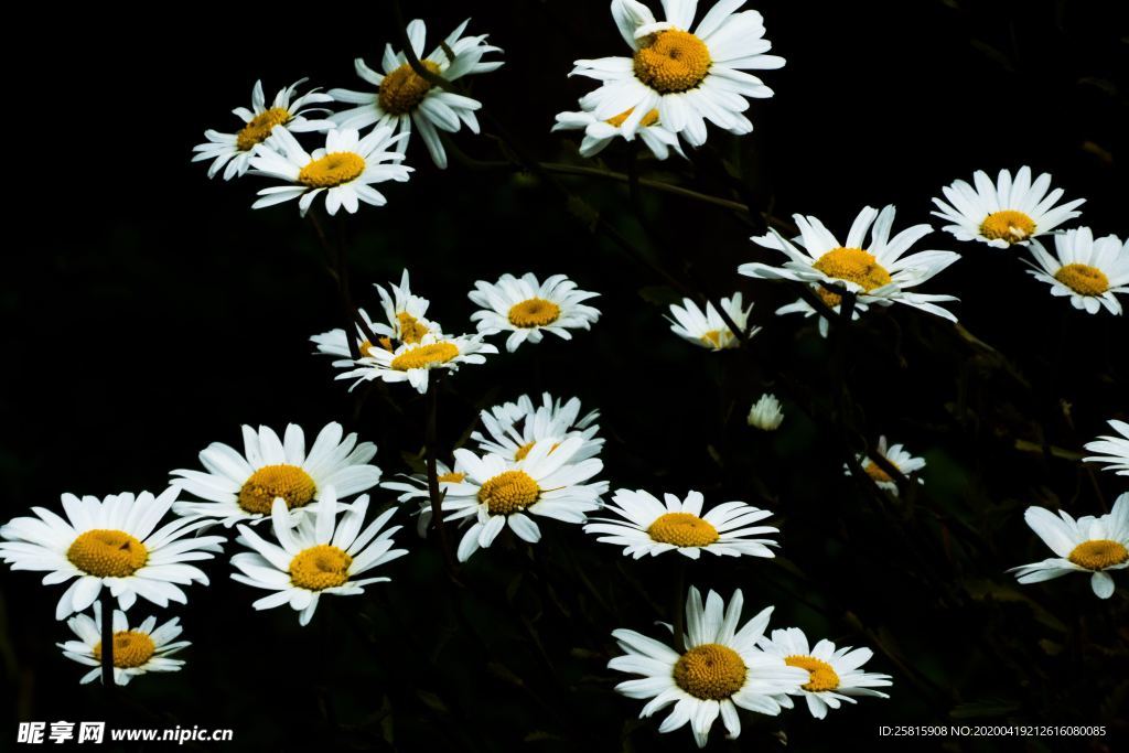 雏菊花清新图片
