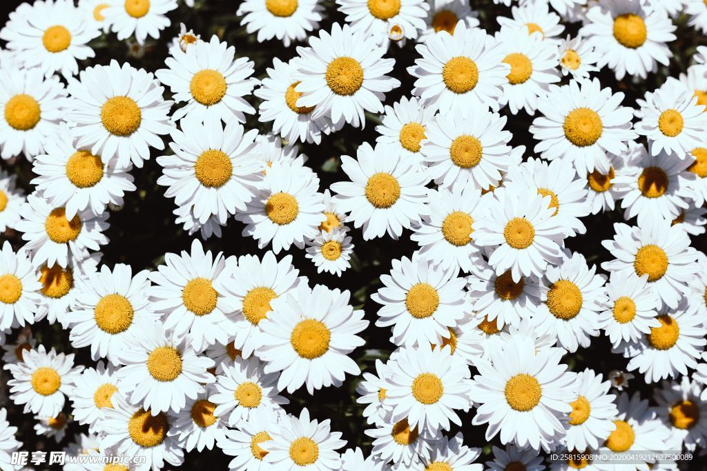 雏菊花清新图片