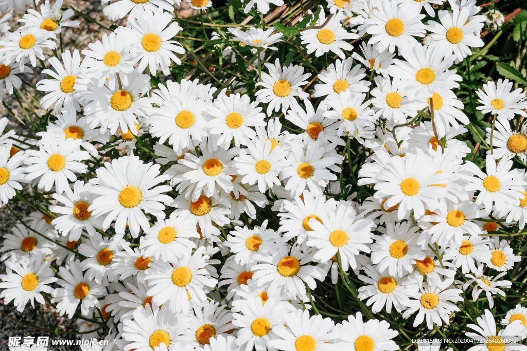 雏菊花清新图片