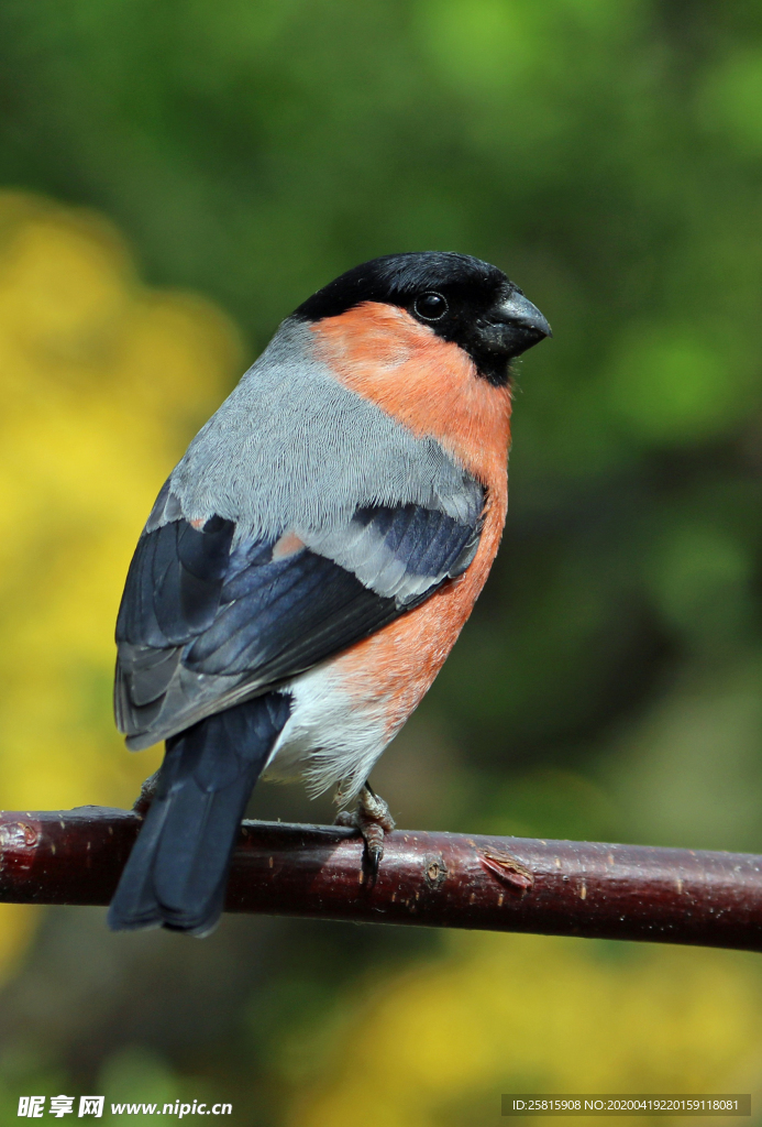 红腹灰雀空山鸟语图片