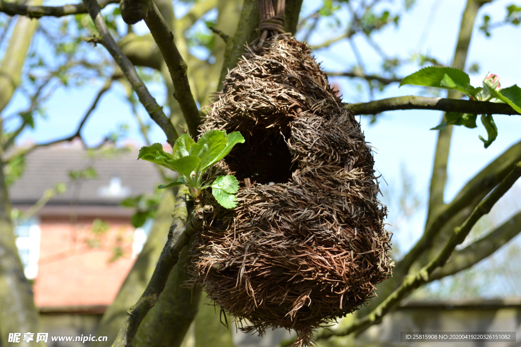 鸟巢鸟窝图片