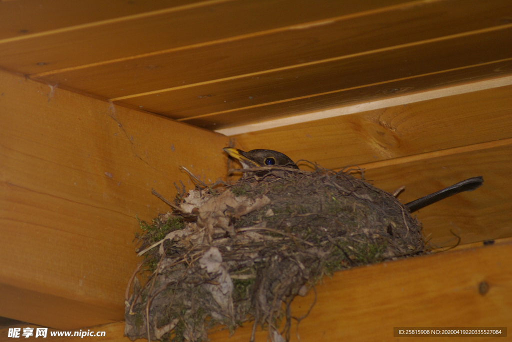 鸟巢鸟窝图片