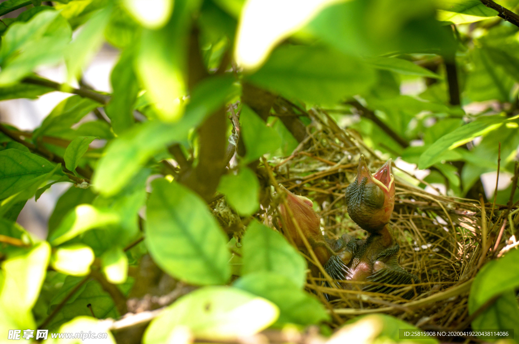鸟巢鸟窝图片