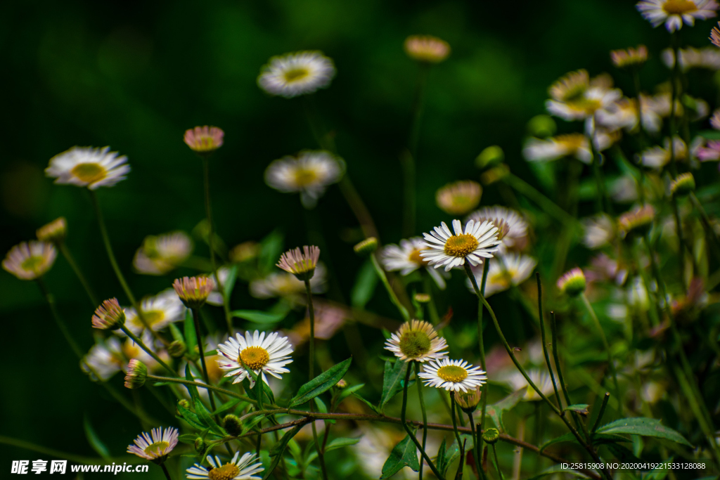 雏菊花清新图片