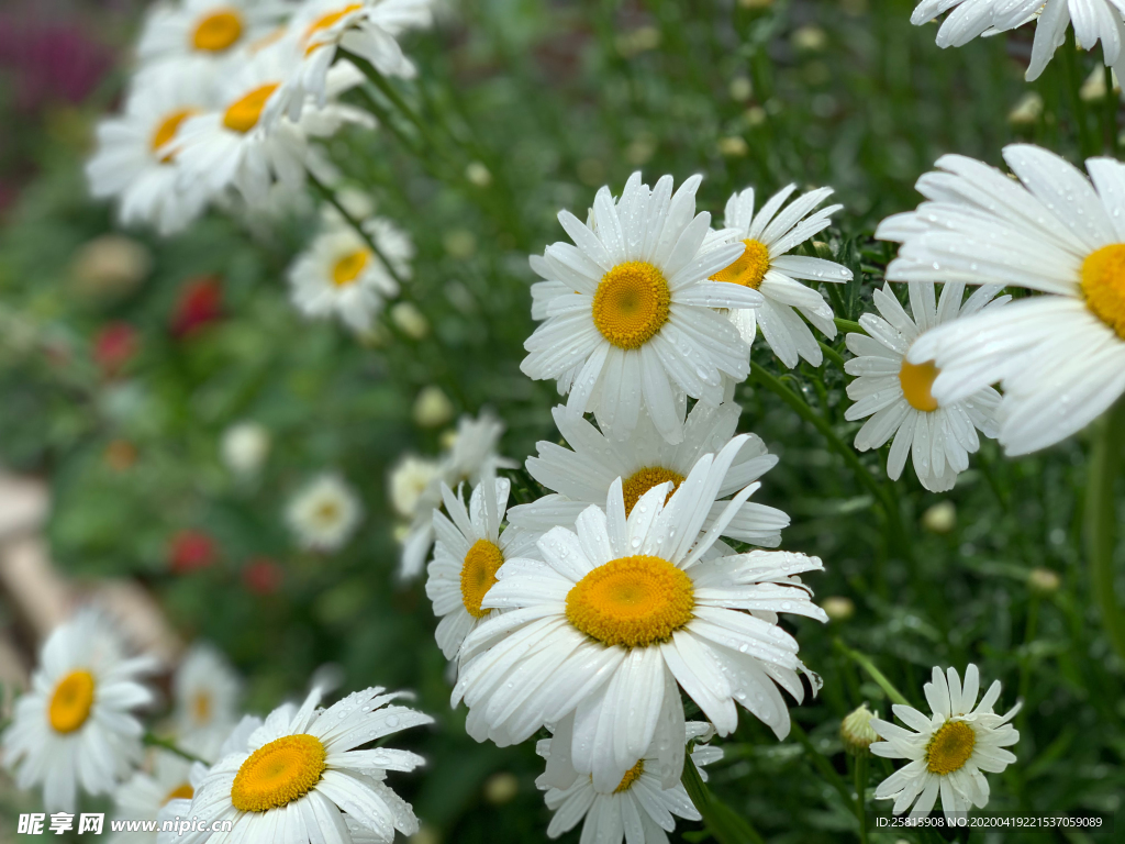 雏菊花清新图片