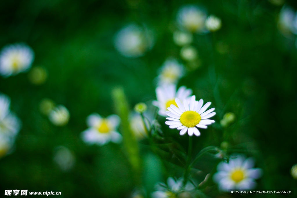 雏菊花清新图片