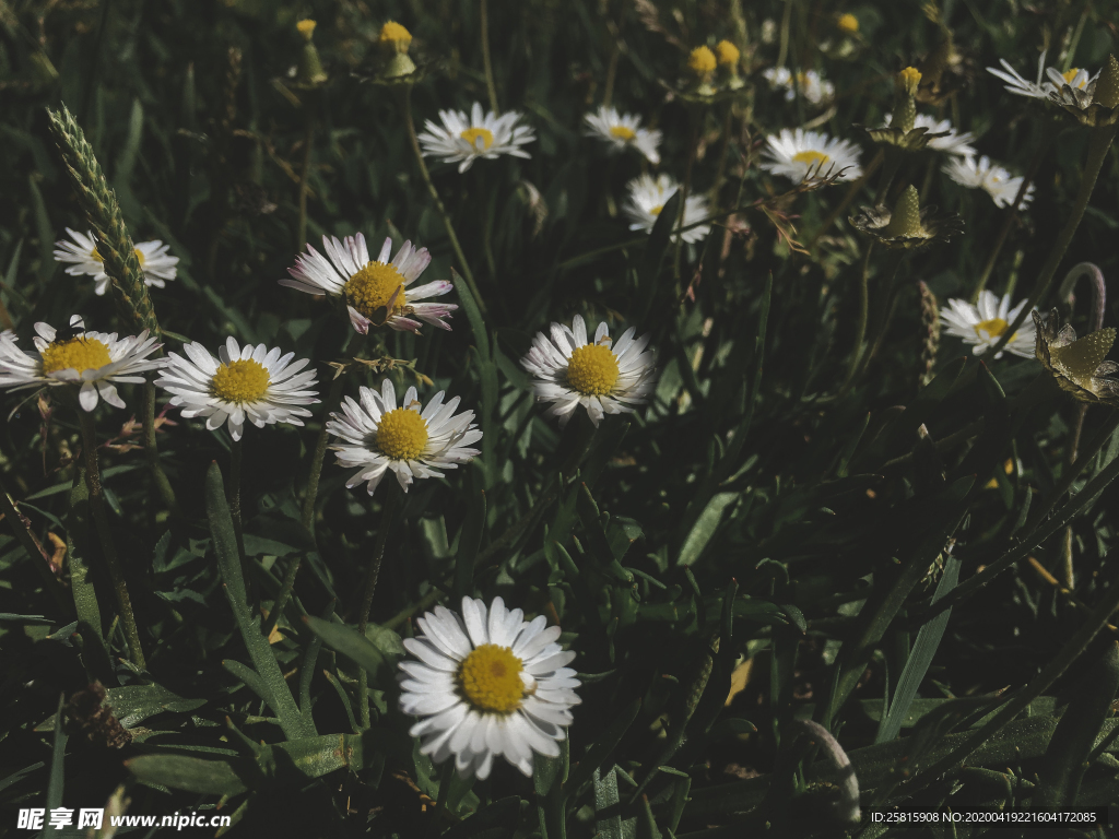 雏菊花清新图片