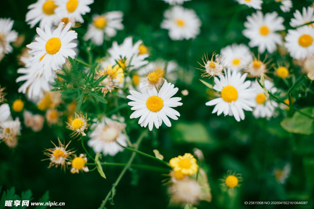 雏菊花清新图片