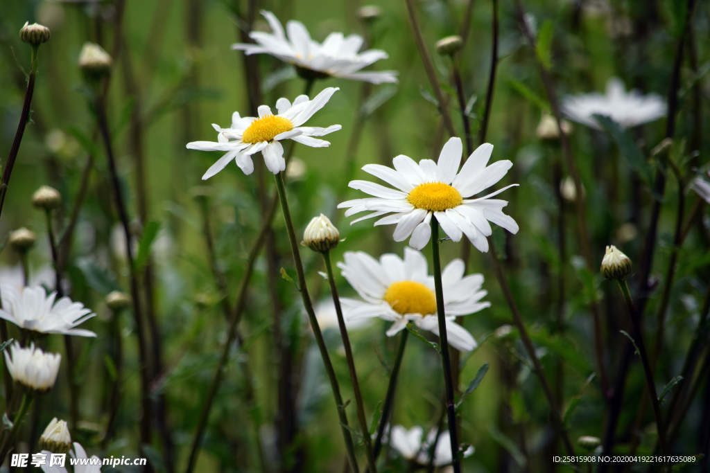 雏菊花清新图片