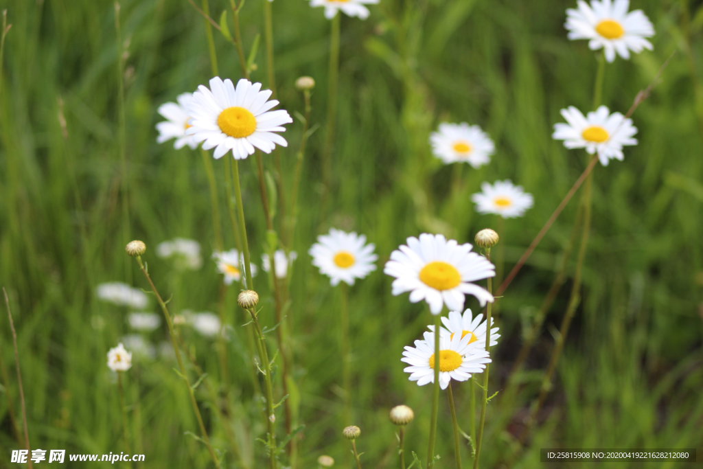 雏菊花清新图片
