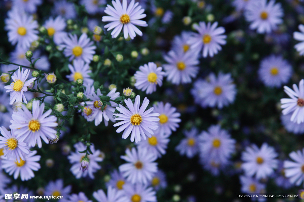雏菊花清新图片