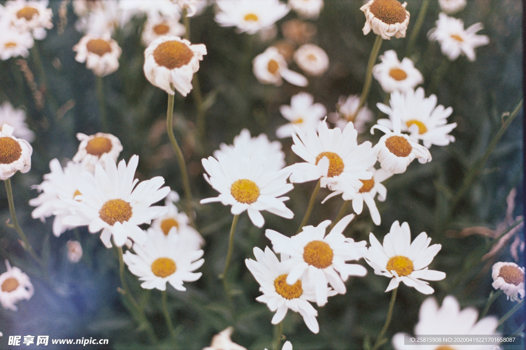 雏菊花清新图片