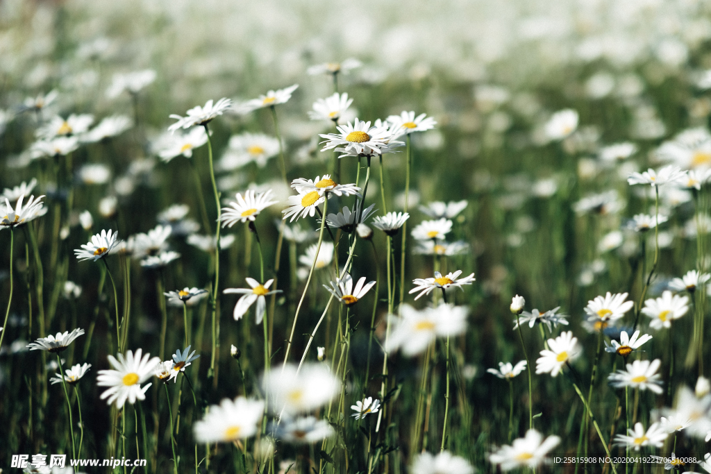 雏菊花清新图片