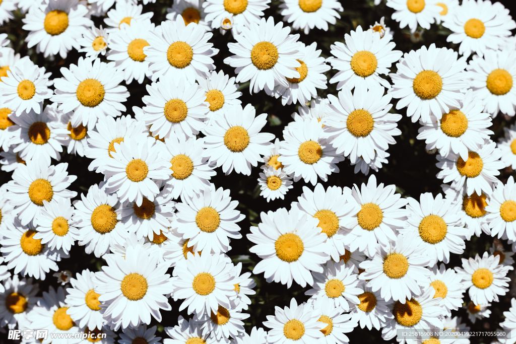 雏菊花清新图片