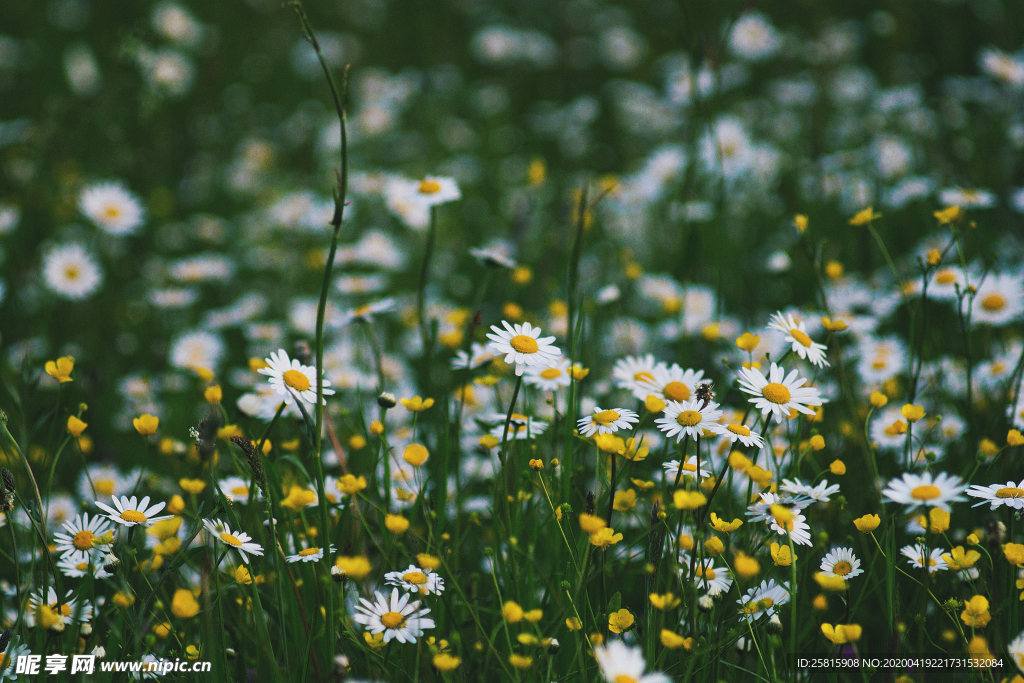 雏菊花清新图片