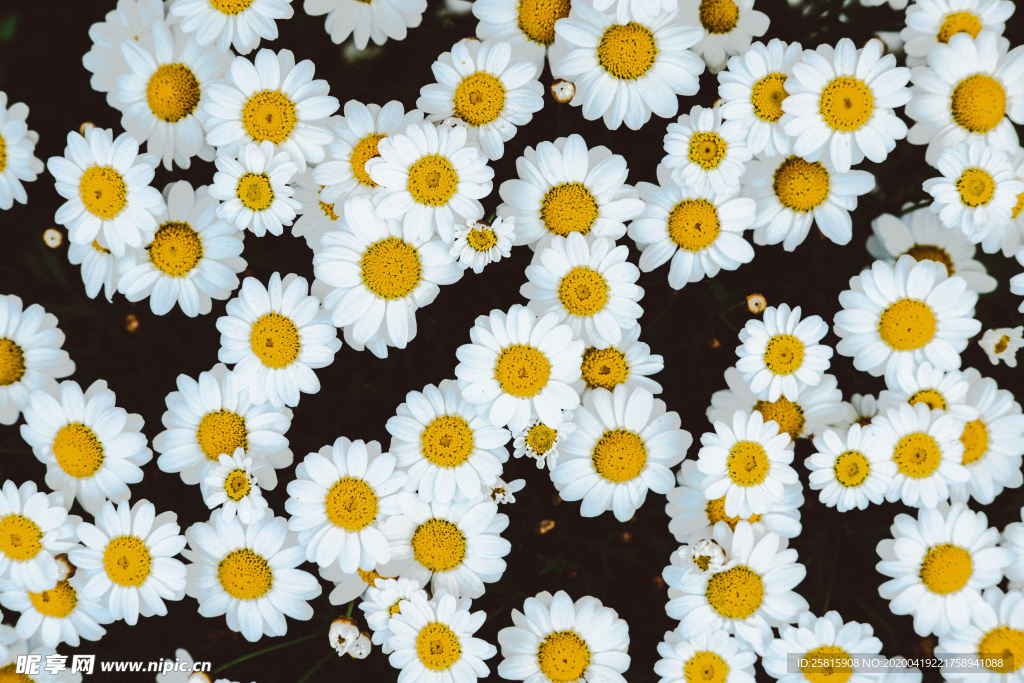 雏菊花清新图片