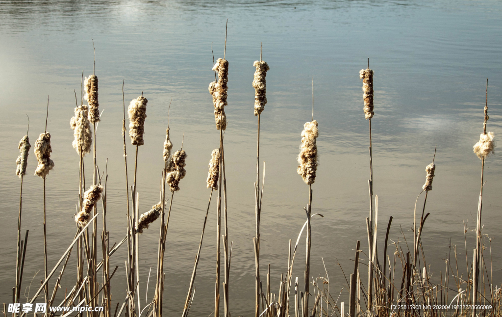 芦苇草丛飞絮图片