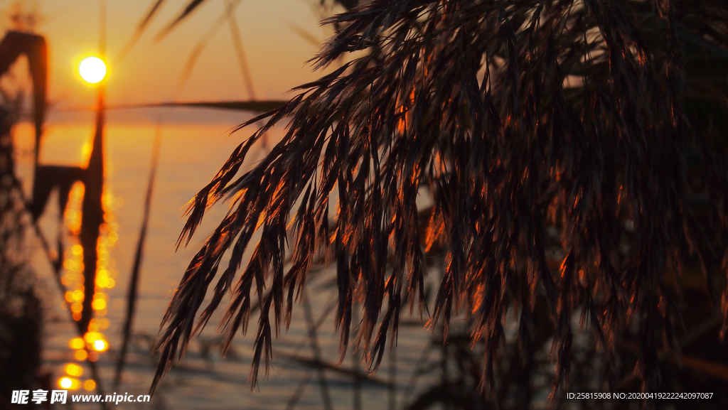 芦苇草丛飞絮图片