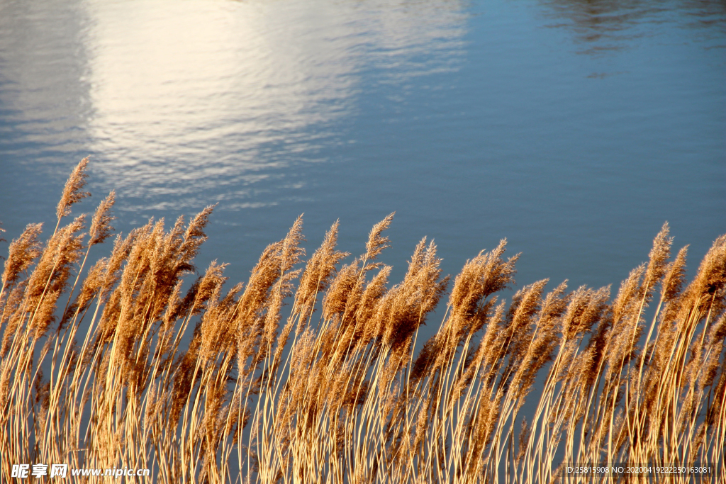 芦苇草丛飞絮图片