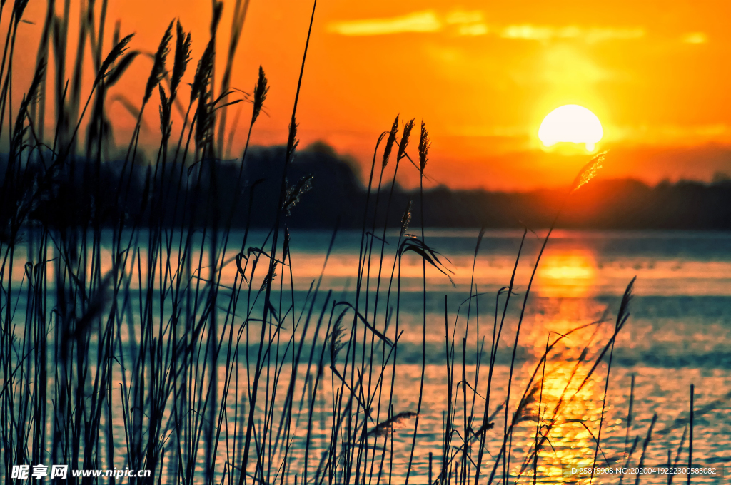 芦苇草丛飞絮图片