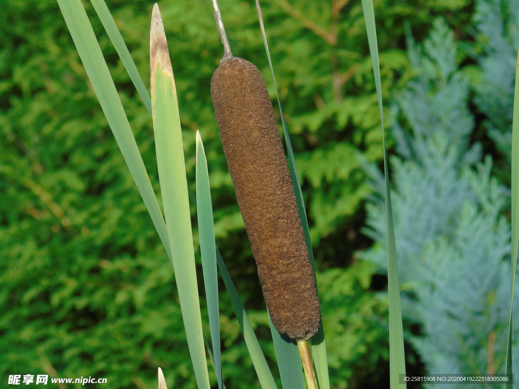 芦苇草丛飞絮图片