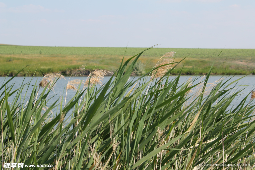 芦苇草丛飞絮图片