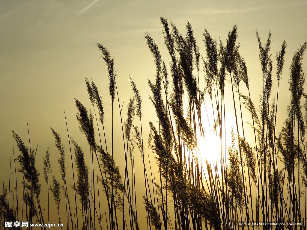芦苇草丛飞絮图片