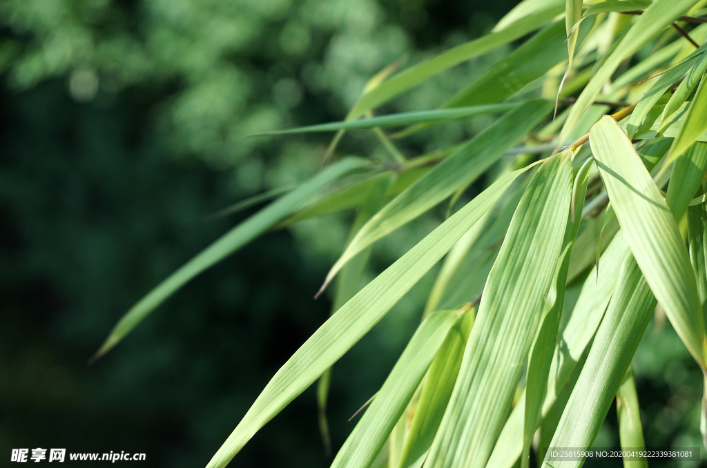 芦苇草丛飞絮图片