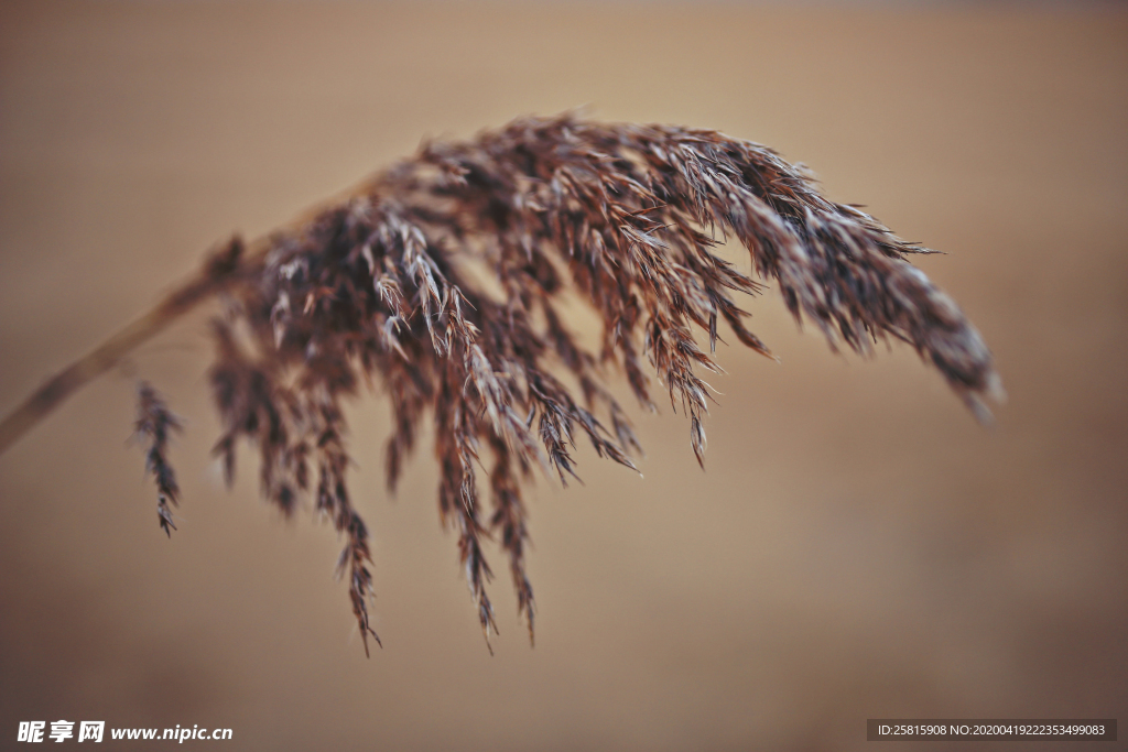 芦苇草丛飞絮图片