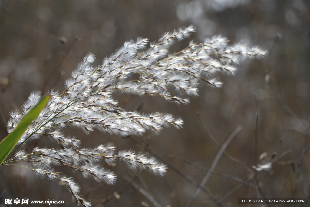 芦苇草丛飞絮图片