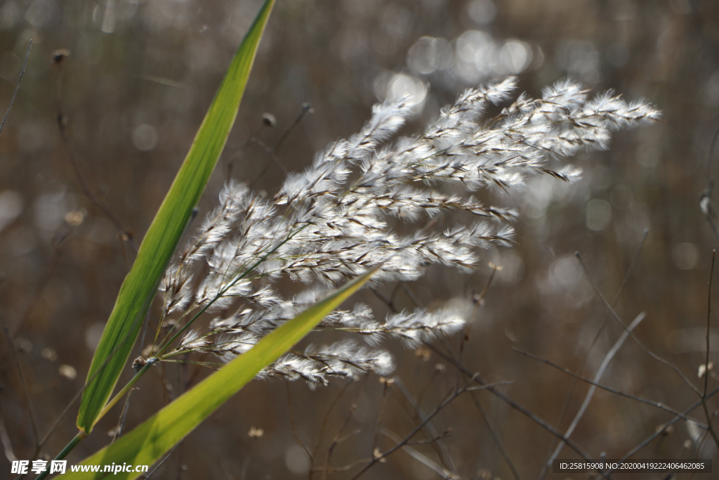 芦苇草丛飞絮图片