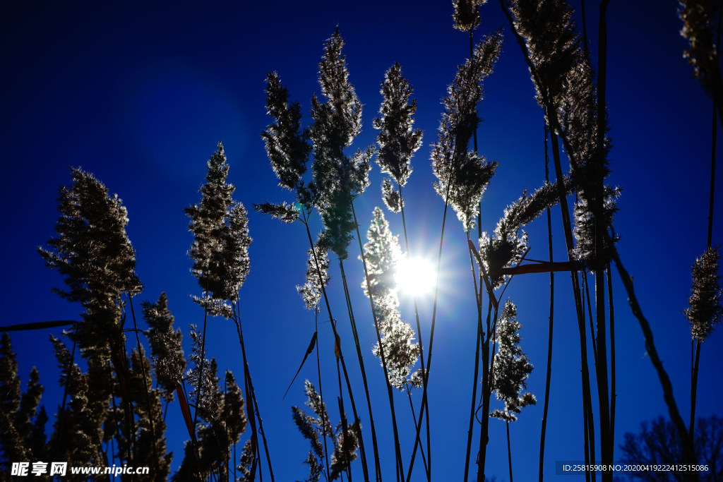 芦苇草丛飞絮图片