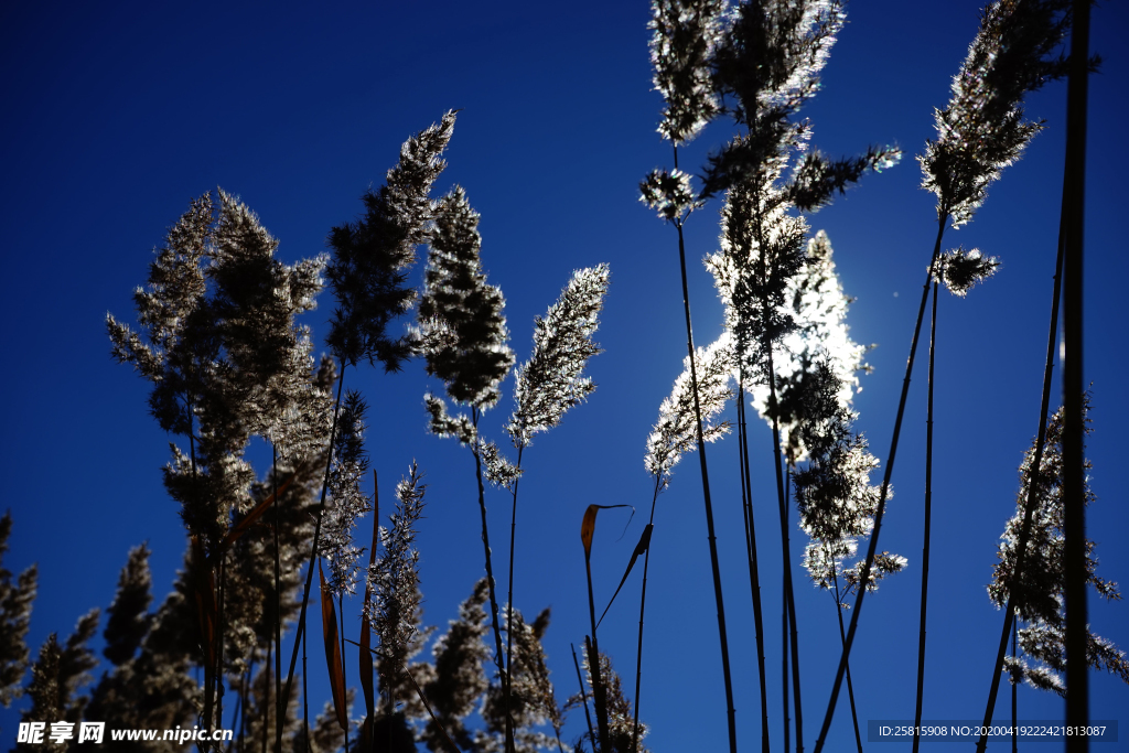 芦苇草丛飞絮图片