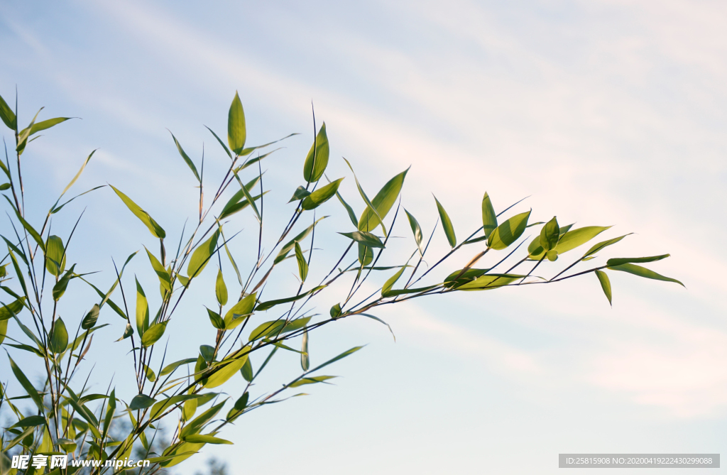 芦苇草丛飞絮图片