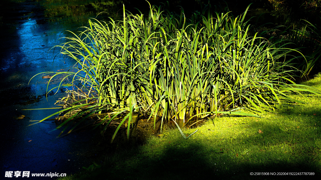 芦苇草丛飞絮图片