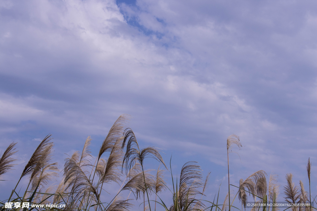 芦苇草丛飞絮图片