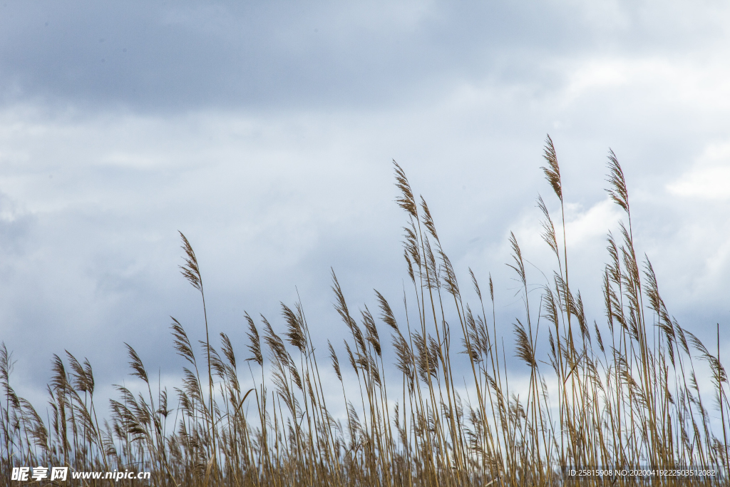 芦苇草丛飞絮图片